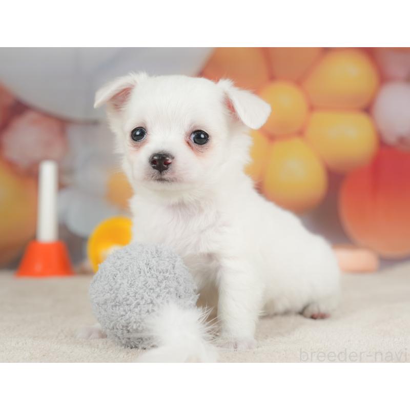 販売中の栃木県のチワワ(ロングコート)-434592の9枚目