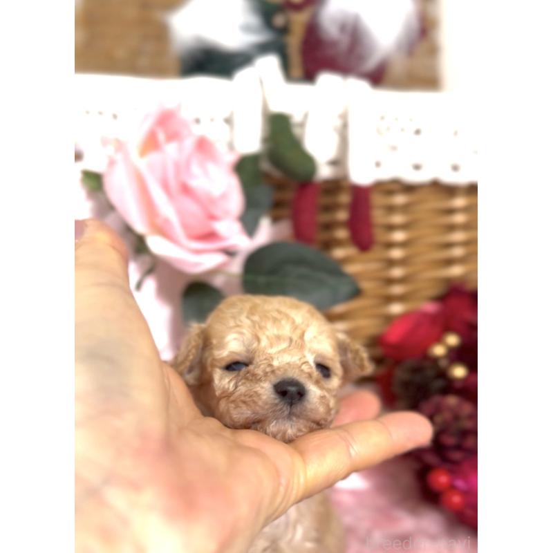 販売中の香川県のタイニープードル-434547の4枚目