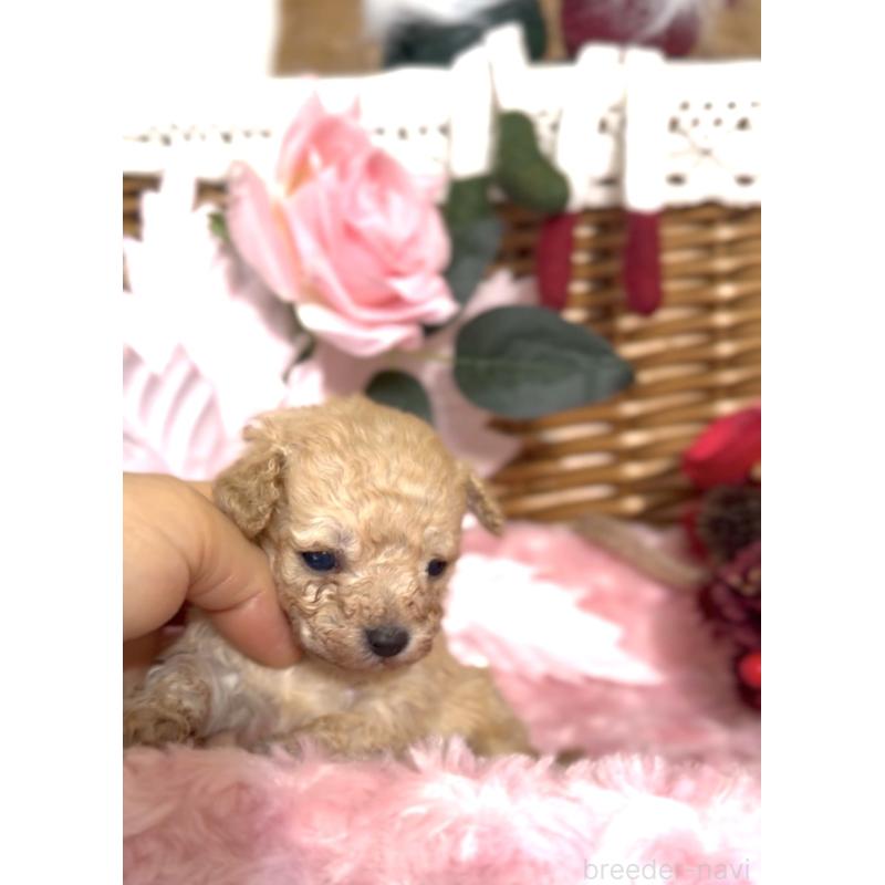販売中の香川県のタイニープードル-434547の3枚目