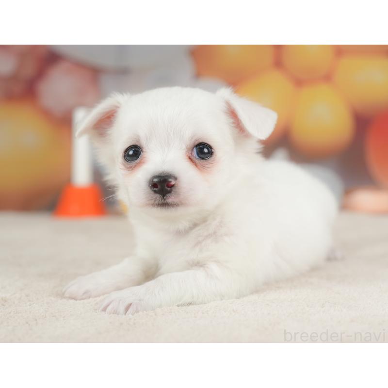 販売中の栃木県のチワワ(ロングコート)-434592の7枚目