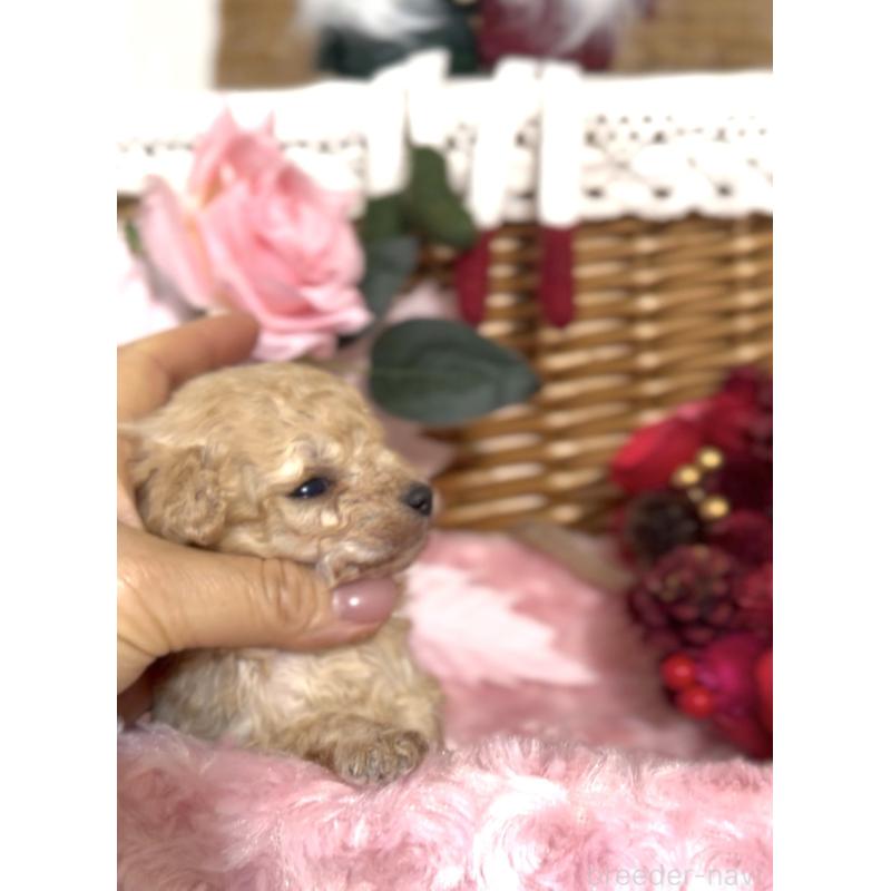 販売中の香川県のタイニープードル-434547の2枚目