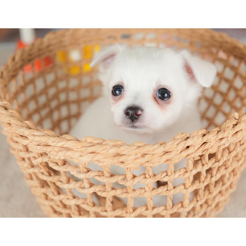 販売中の栃木県のチワワ(ロングコート)-434592の6枚目