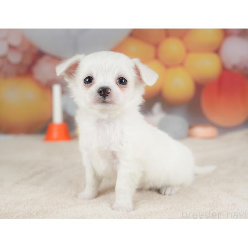 販売中の栃木県のチワワ(ロングコート)-434592の5枚目