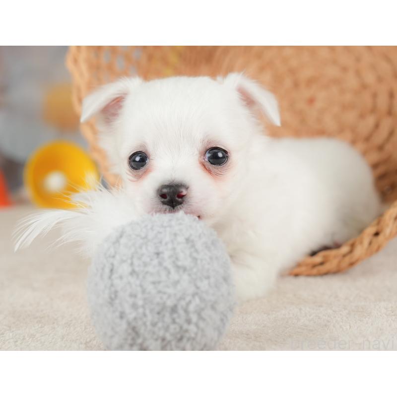 販売中の栃木県のチワワ(ロングコート)-434592の4枚目