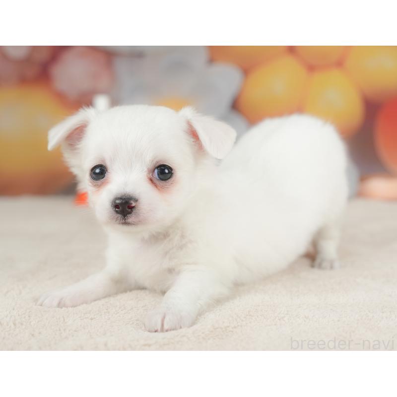 販売中の栃木県のチワワ(ロングコート)-434592の3枚目