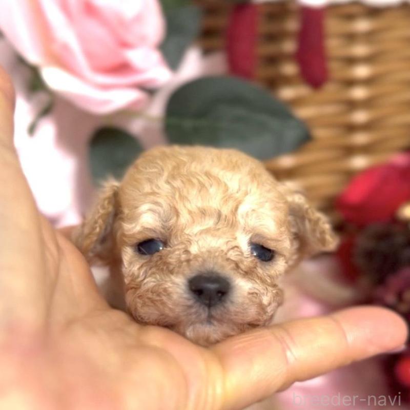 販売中の香川県のタイニープードル-434547の1枚目