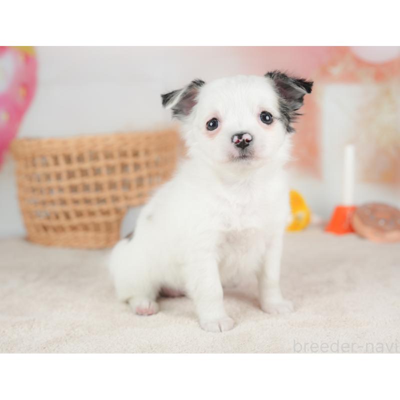 販売中の栃木県のチワワ(ロングコート)-434593