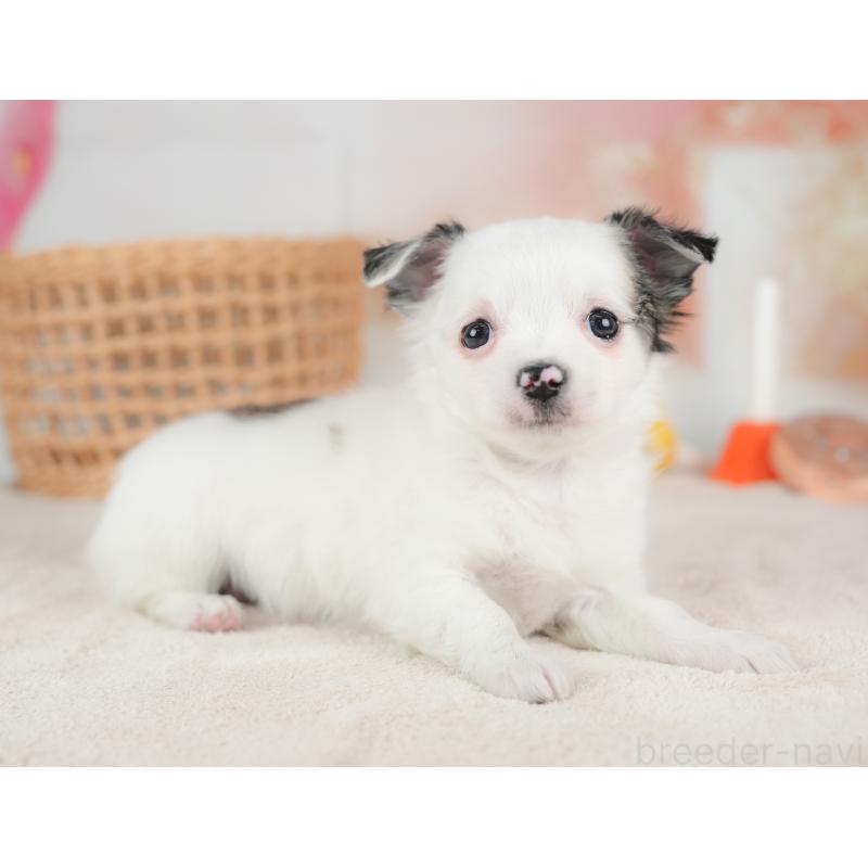 販売中の栃木県のチワワ(ロングコート)-434593の11枚目