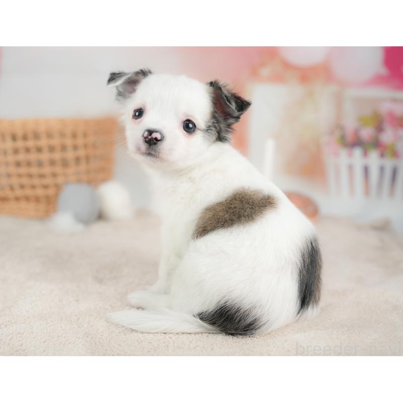 販売中の栃木県のチワワ(ロングコート)-434593の10枚目