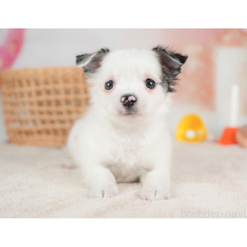 販売中の栃木県のチワワ(ロングコート)-434593の9枚目