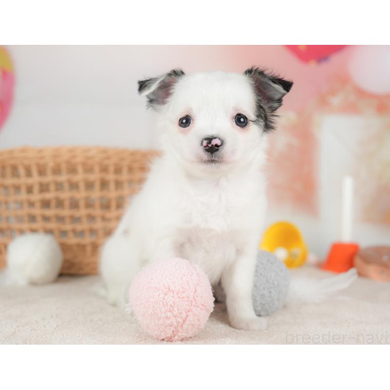 販売中の栃木県のチワワ(ロングコート)-434593の8枚目