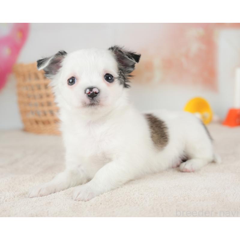 販売中の栃木県のチワワ(ロングコート)-434593の7枚目