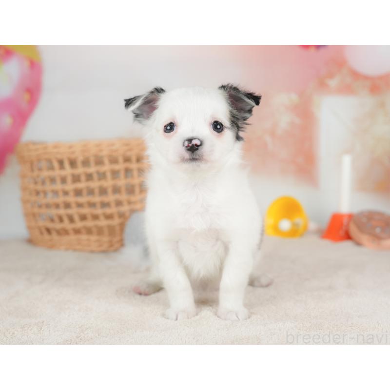 販売中の栃木県のチワワ(ロングコート)-434593の6枚目