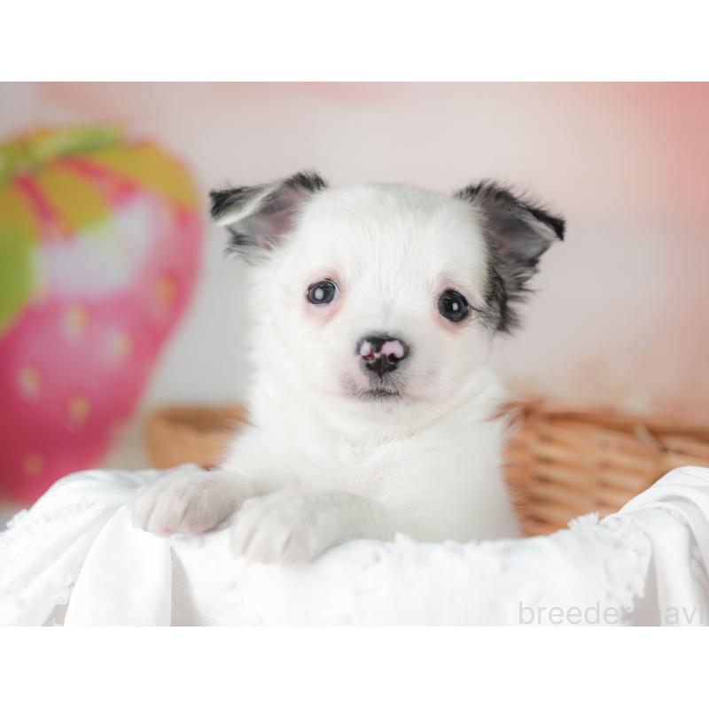 販売中の栃木県のチワワ(ロングコート)-434593の5枚目