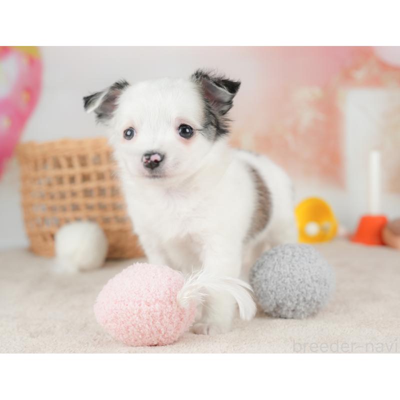 販売中の栃木県のチワワ(ロングコート)-434593の4枚目