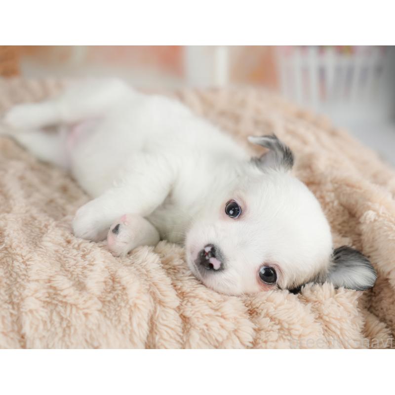 販売中の栃木県のチワワ(ロングコート)-434593の3枚目