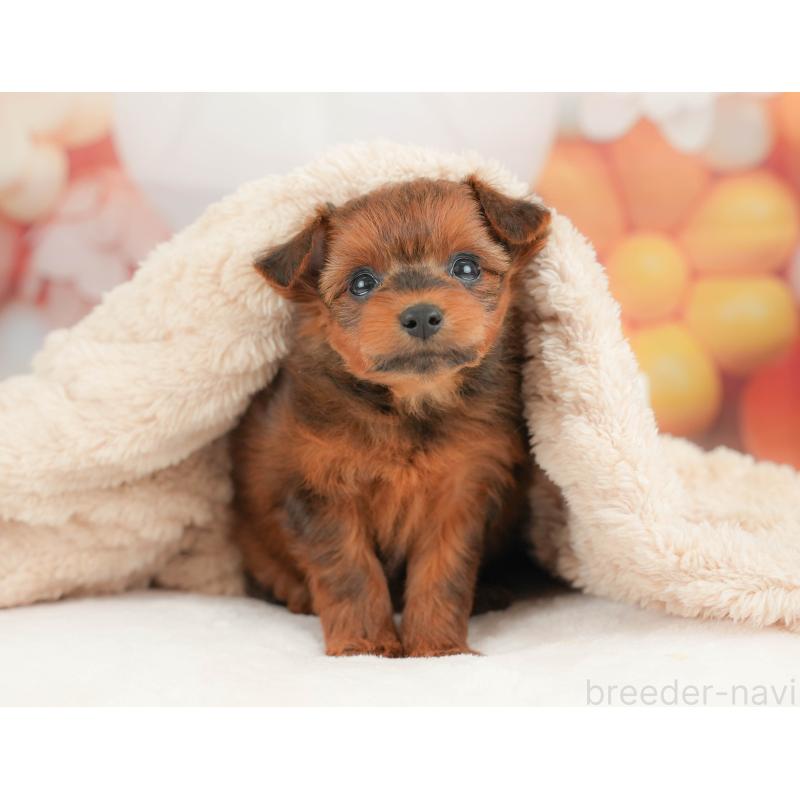 販売中の栃木県のポメプー:ポメラニアン×トイプードル-434594