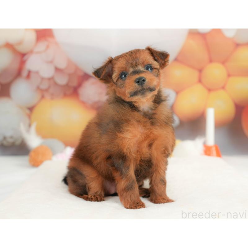 販売中の栃木県のポメプー:ポメラニアン×トイプードル-434594の10枚目