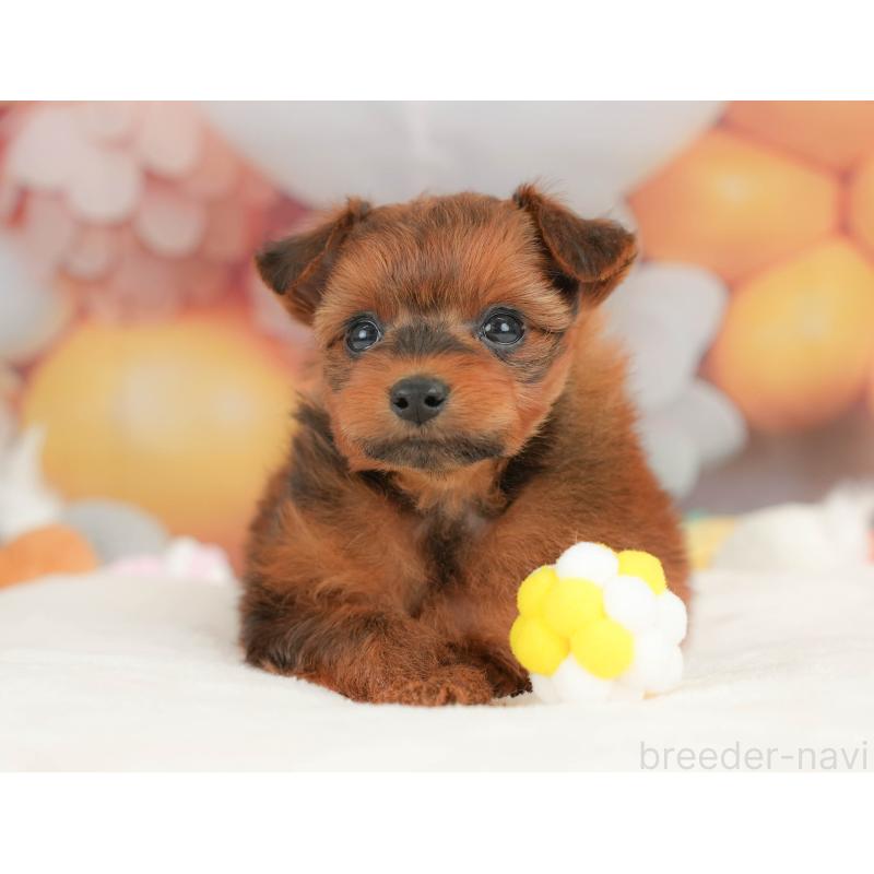 販売中の栃木県のポメプー:ポメラニアン×トイプードル-434594の9枚目