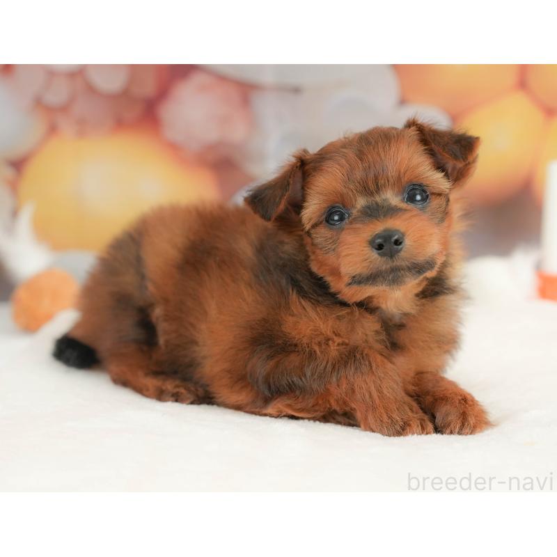 販売中の栃木県のポメプー:ポメラニアン×トイプードル-434594の8枚目