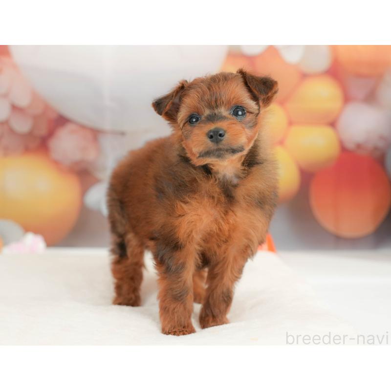 販売中の栃木県のポメプー:ポメラニアン×トイプードル-434594の7枚目