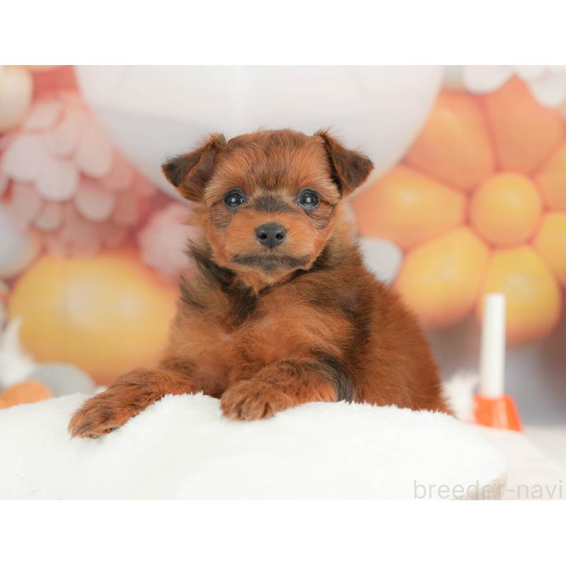 販売中の栃木県のポメプー:ポメラニアン×トイプードル-434594の6枚目