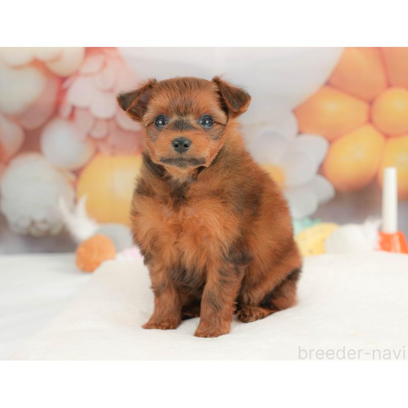 販売中の栃木県のポメプー:ポメラニアン×トイプードル-434594の5枚目