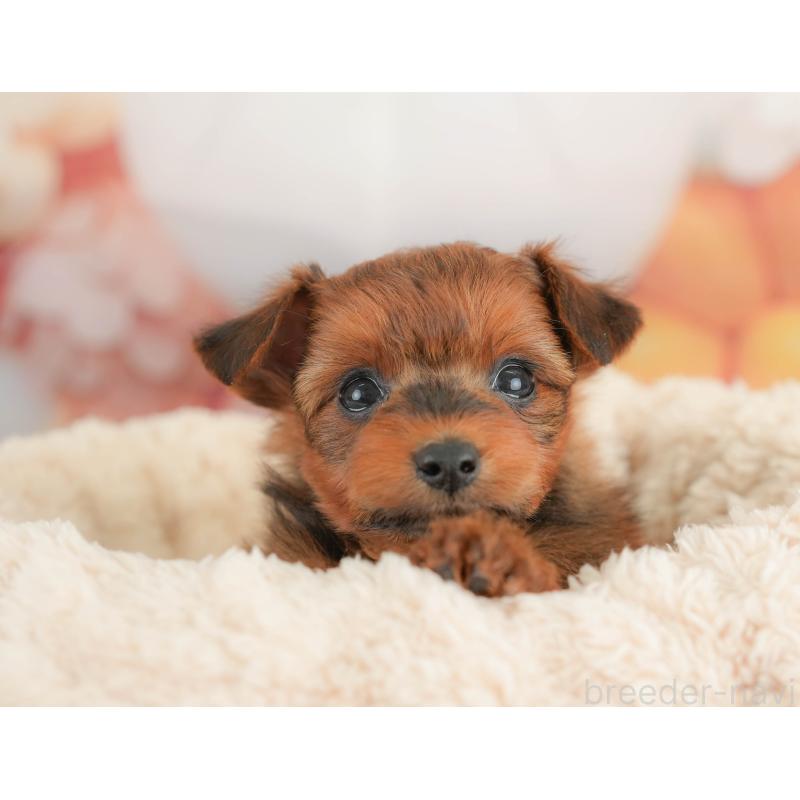 販売中の栃木県のポメプー:ポメラニアン×トイプードル-434594の4枚目