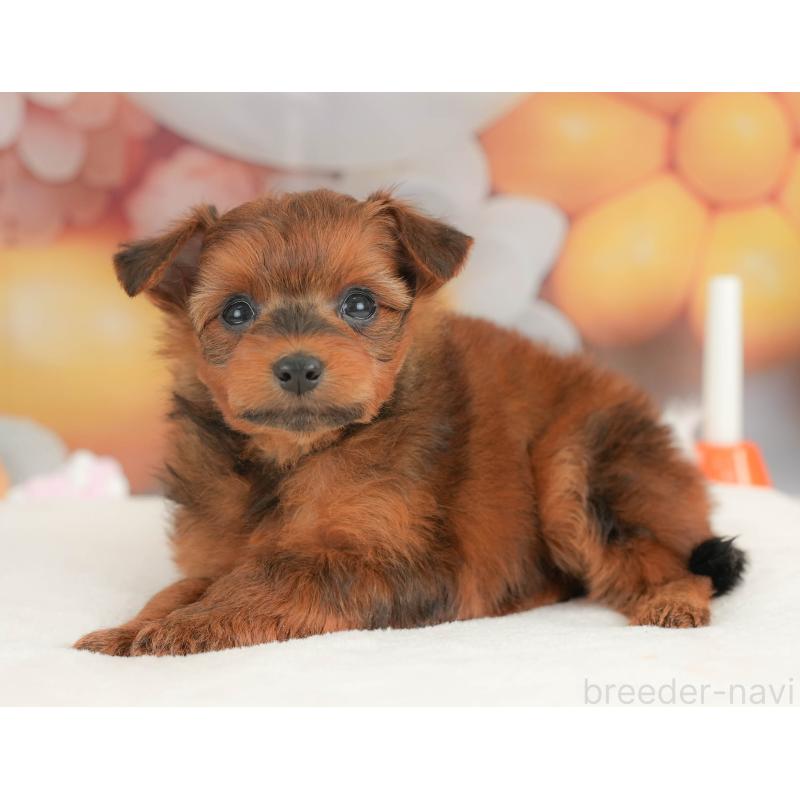 販売中の栃木県のポメプー:ポメラニアン×トイプードル-434594の3枚目