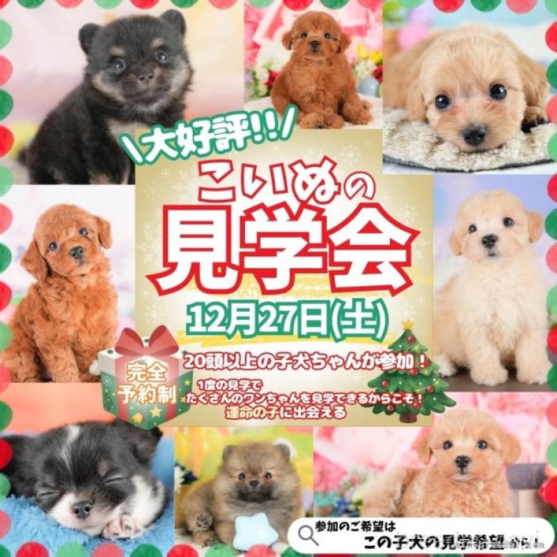 販売中の栃木県のポメプー:ポメラニアン×トイプードル-434591の19枚目