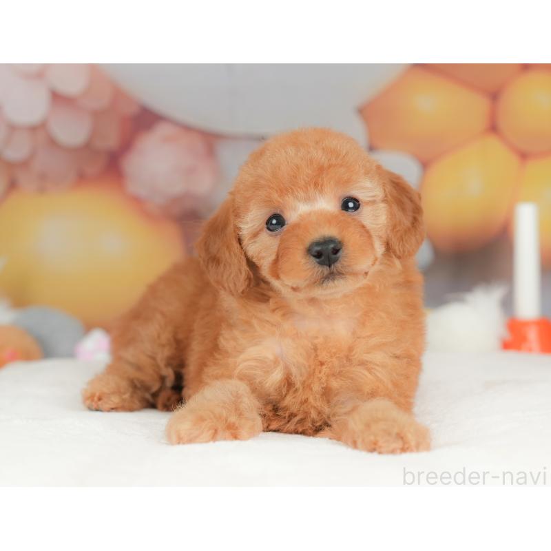 販売中の栃木県のトイプードル-434581の1枚目