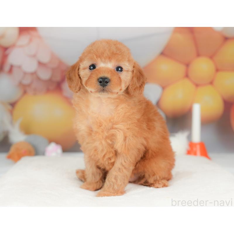 販売中の栃木県のトイプードル-434581の10枚目