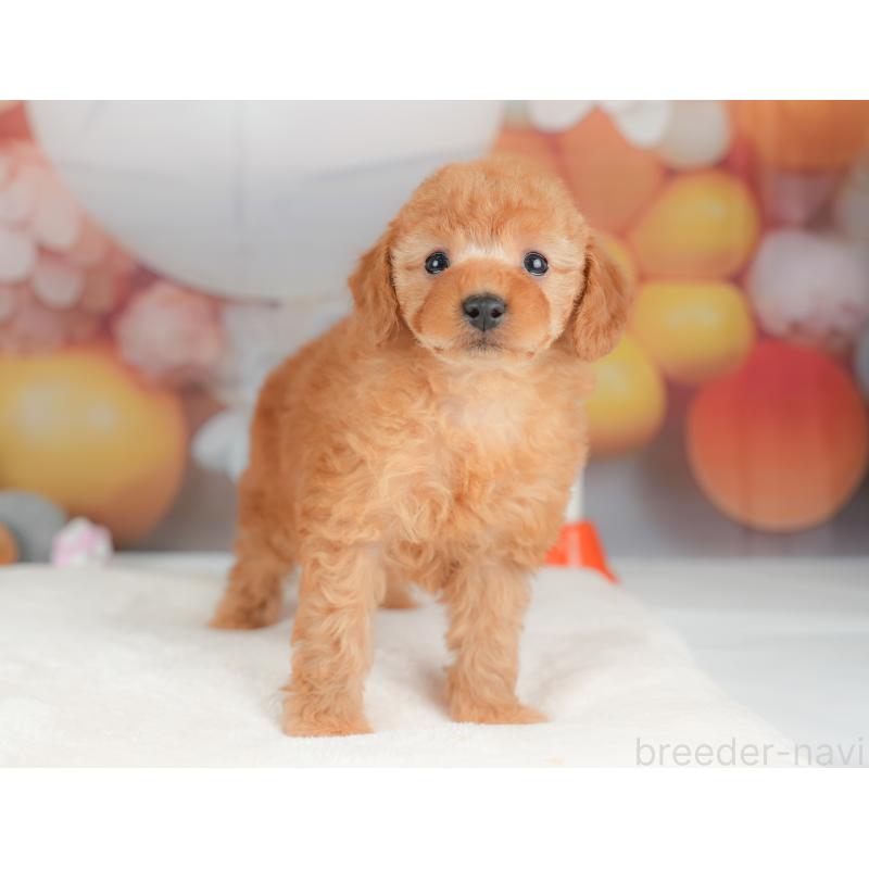 販売中の栃木県のトイプードル-434581の9枚目