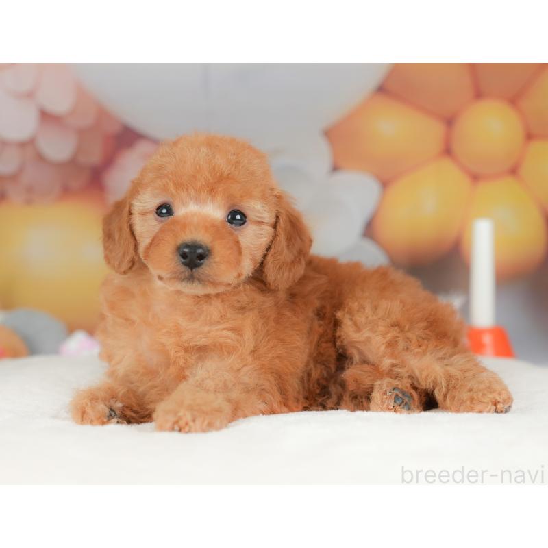 販売中の栃木県のトイプードル-434581の8枚目