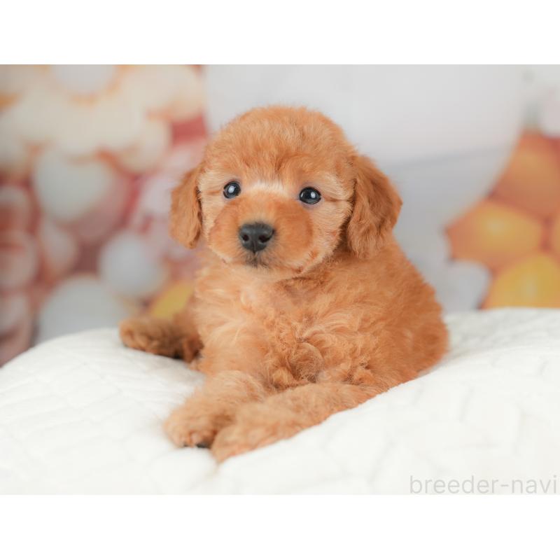 販売中の栃木県のトイプードル-434581の7枚目