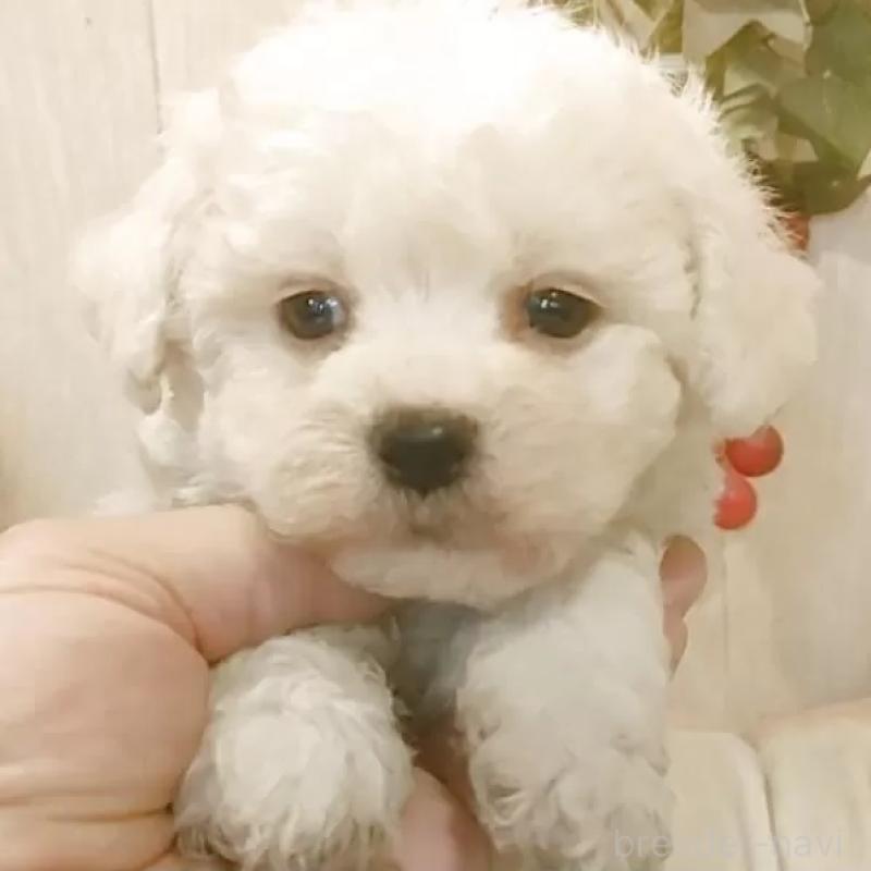 販売中の愛知県のビションフリーゼ-434549