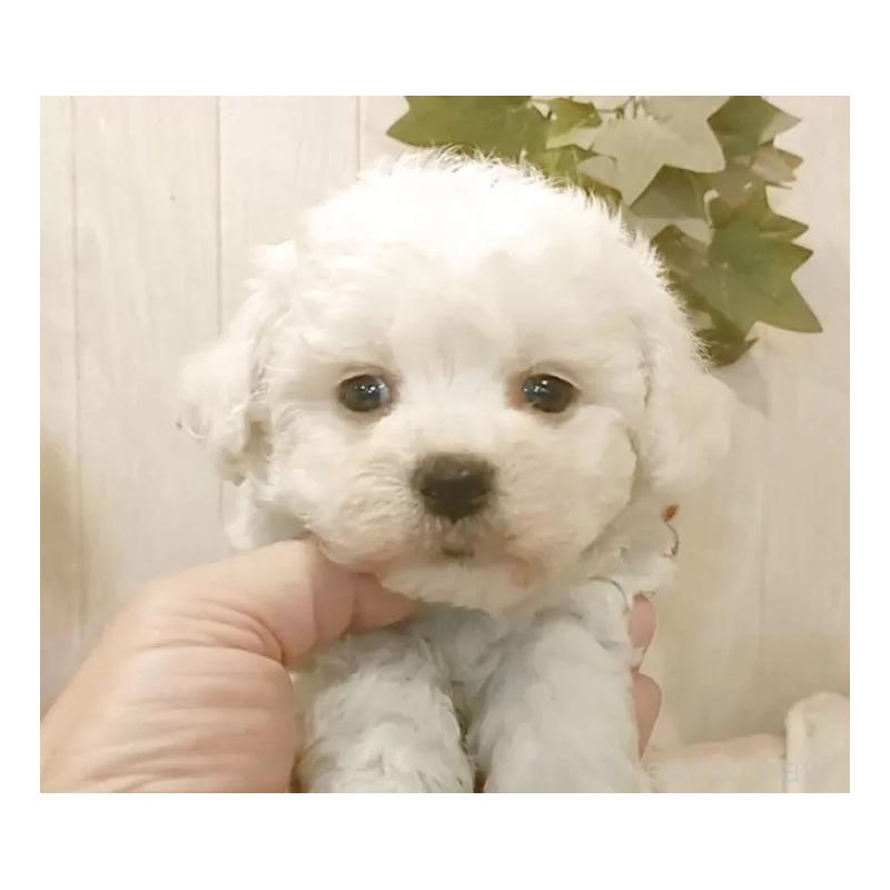 販売中の愛知県のビションフリーゼ-434549の5枚目