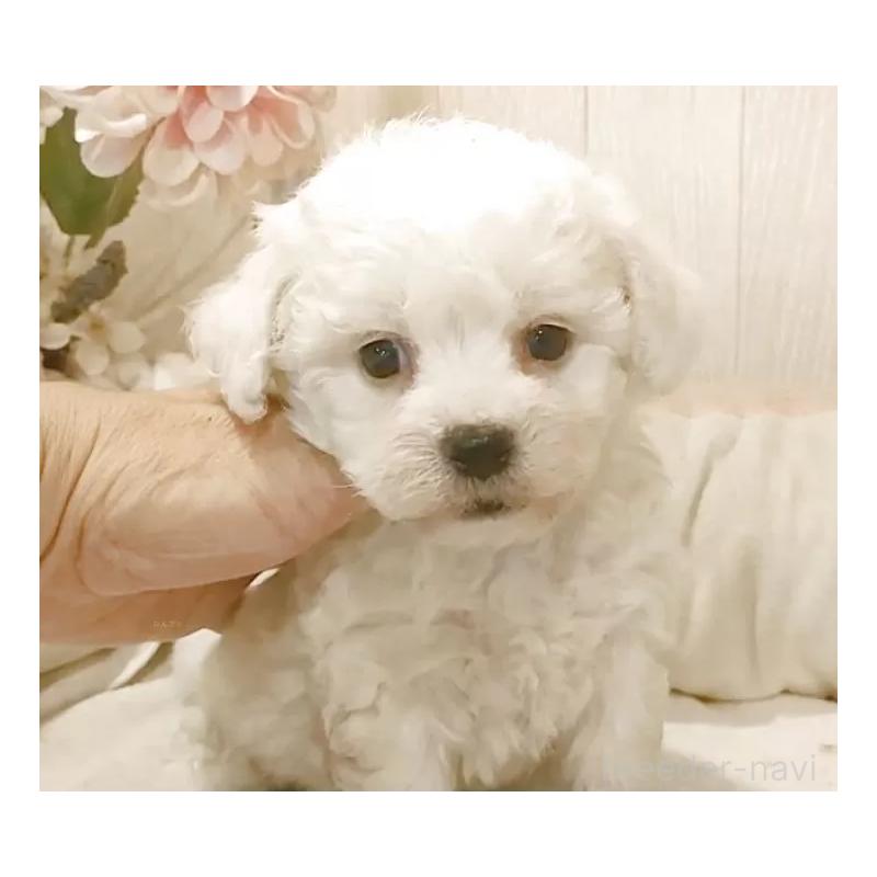 販売中の愛知県のビションフリーゼ-434549の4枚目