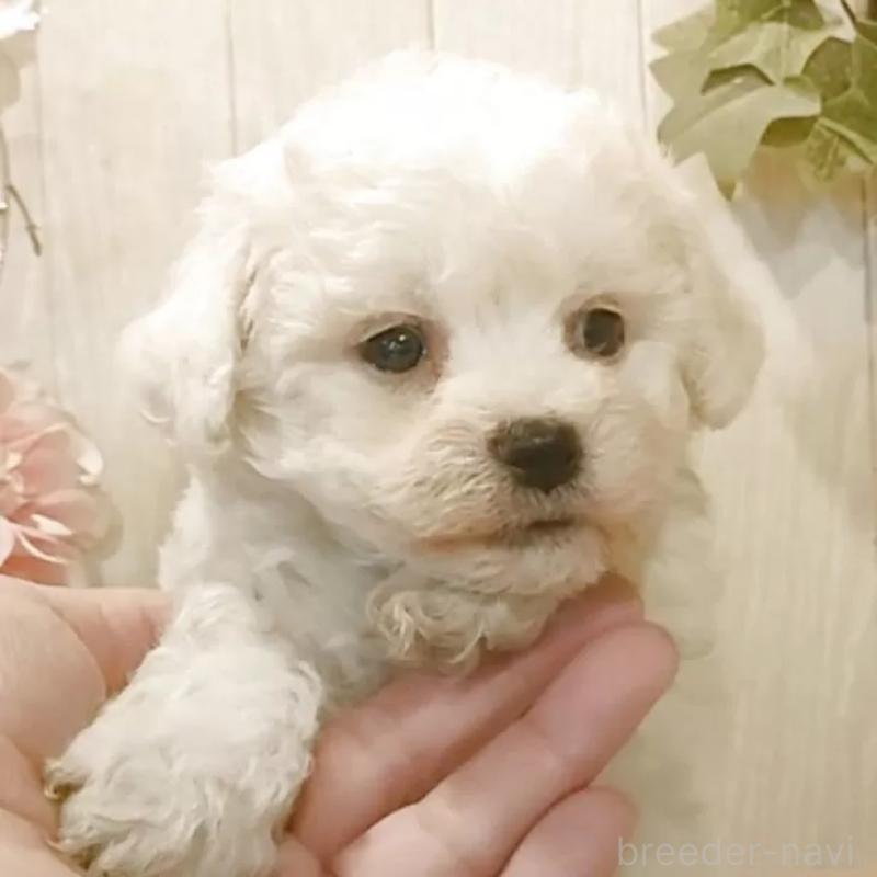 販売中の愛知県のビションフリーゼ-434549の3枚目