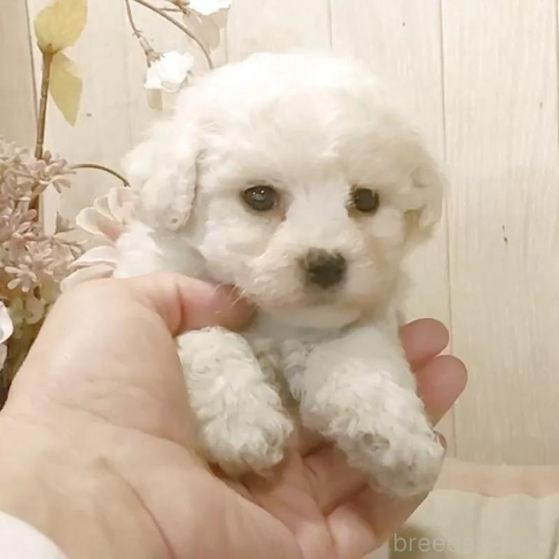 販売中の愛知県のビションフリーゼ-434550の5枚目