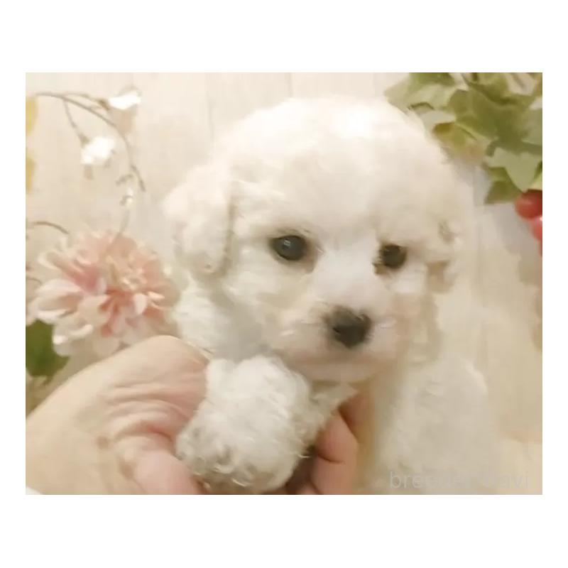 販売中の愛知県のビションフリーゼ-434550の4枚目