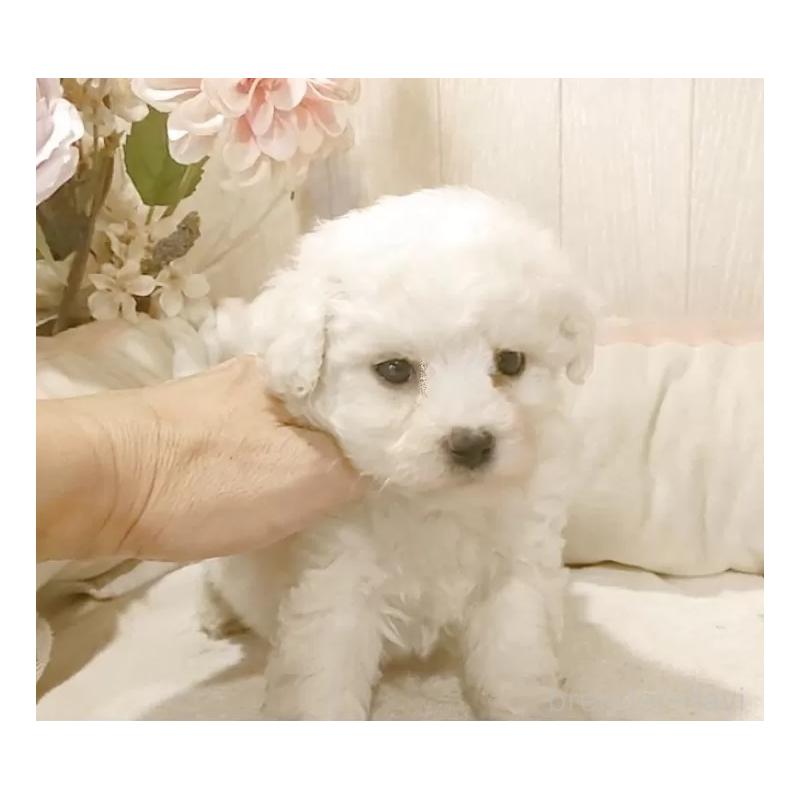 販売中の愛知県のビションフリーゼ-434550の3枚目