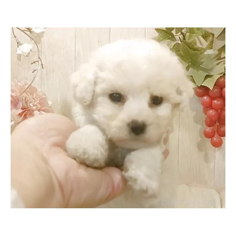 販売中の愛知県のビションフリーゼ-434550の2枚目