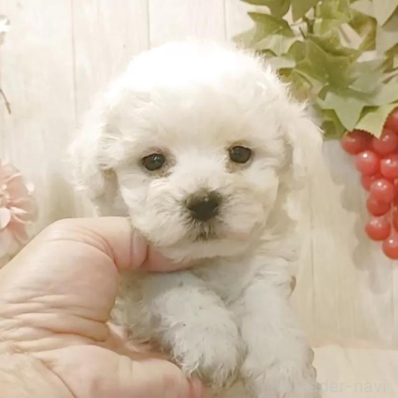 販売中の愛知県のビションフリーゼ-434552の1枚目