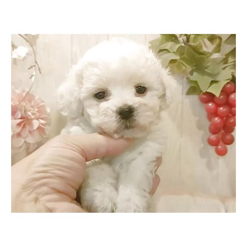 販売中の愛知県のビションフリーゼ-434552の6枚目