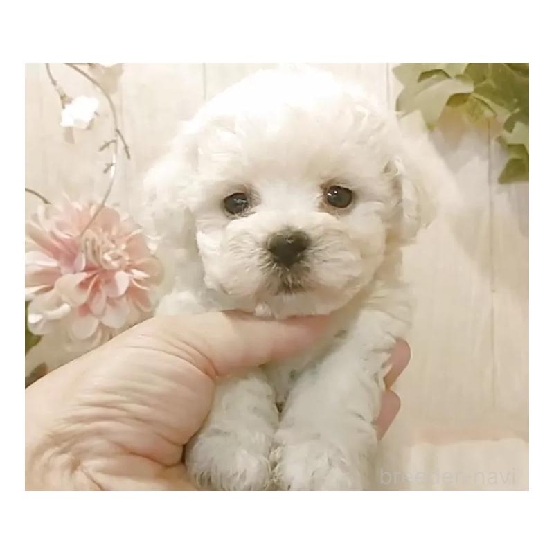 販売中の愛知県のビションフリーゼ-434552の5枚目