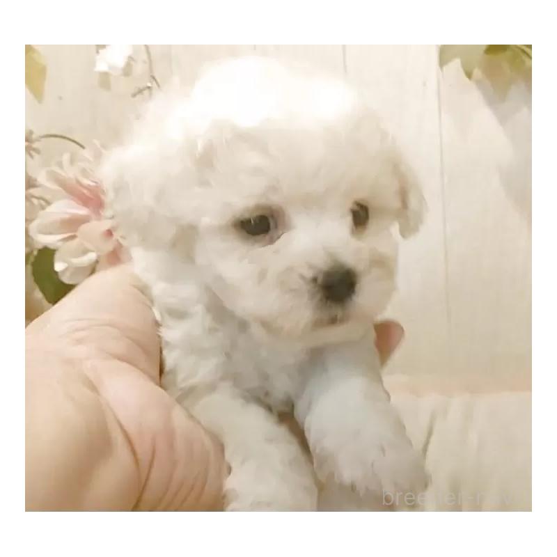 販売中の愛知県のビションフリーゼ-434552の4枚目