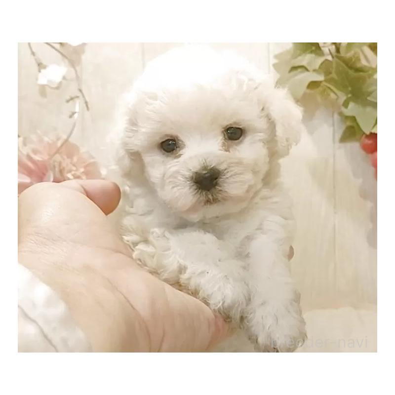 販売中の愛知県のビションフリーゼ-434552の3枚目