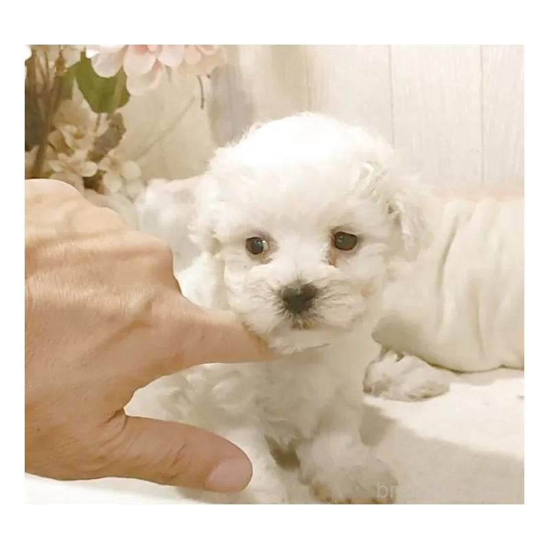 販売中の愛知県のビションフリーゼ-434552の2枚目