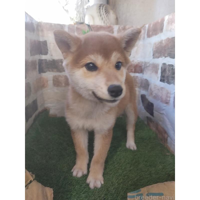 販売中の鹿児島県の柴犬-434551の4枚目